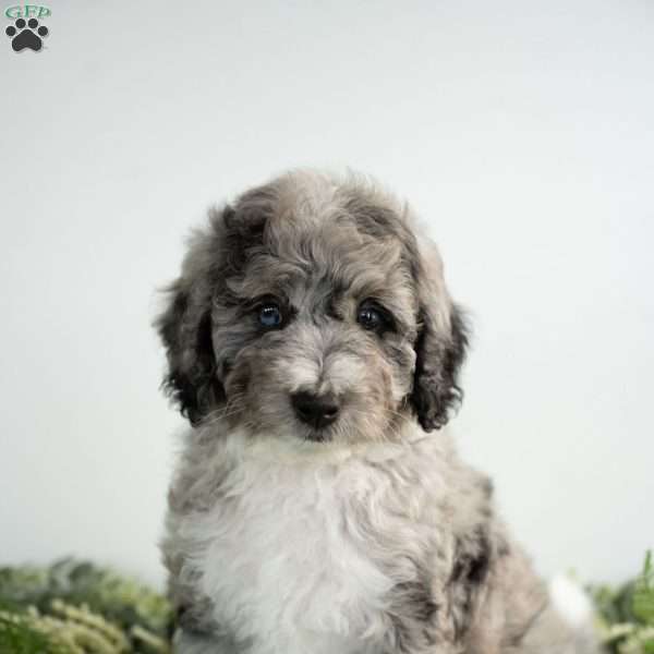 Moon, Mini Bernedoodle Puppy